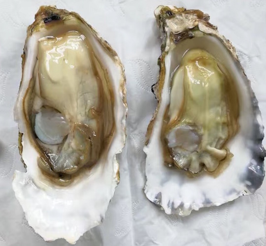 Products Qingdao Frontier Ocean Seed Company Ltd