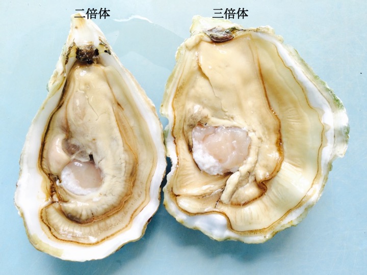 Oysters Qingdao Frontier Ocean Seed Company Ltd